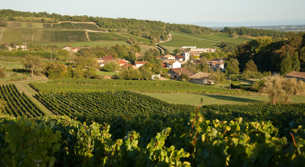 Vignobles de Chardonnay